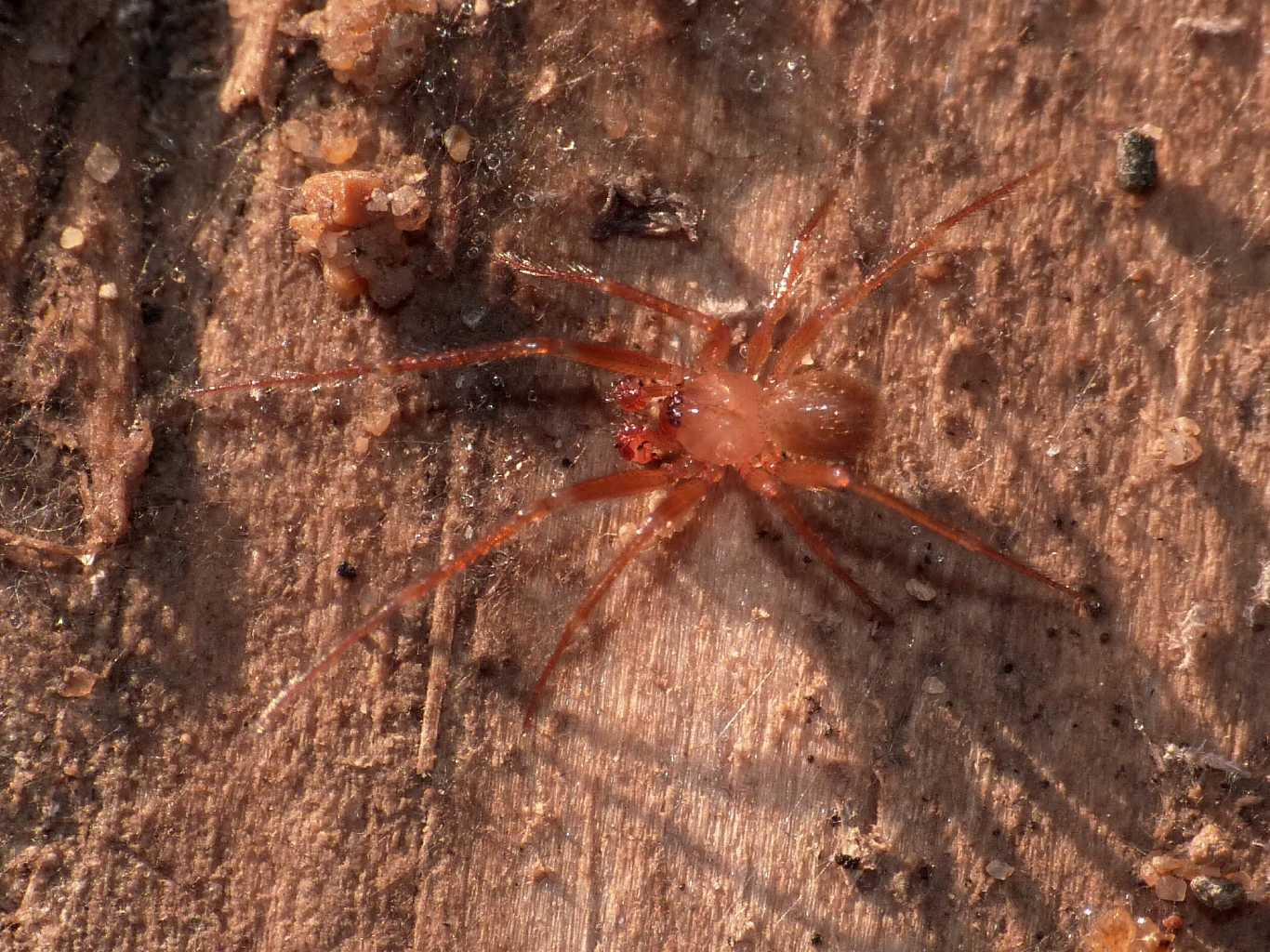 Maschio di Nesticus sp. - Torrimpietra (RM)